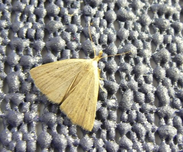 stippel snuituil.jpg - Stippelsnuituil - Macrochilo cribumalis